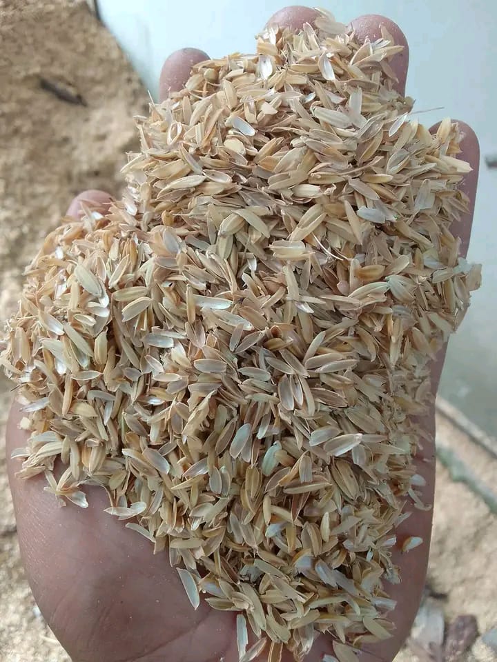 Sekam mentah di gudang penyimpanan