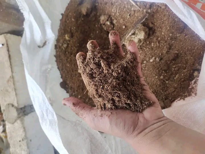 Tumpukan kohe ayam murni siap pakai