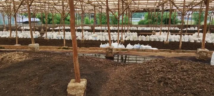 Kohe ayam murni untuk tanah subur