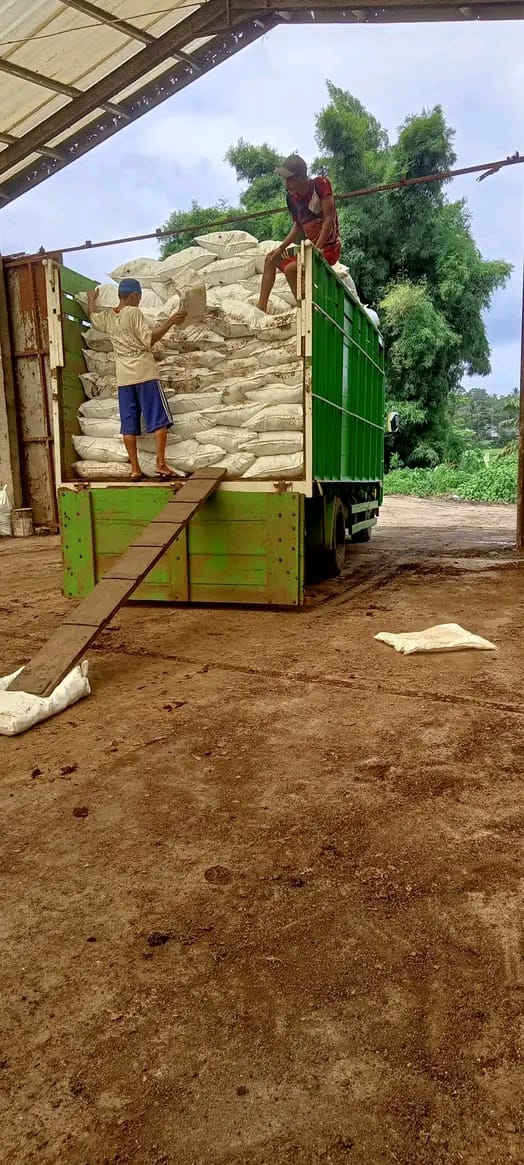 Kohe ayam murni di gudang penyimpanan