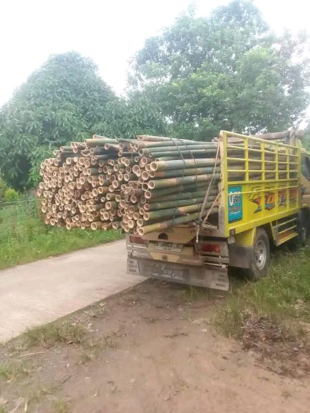 Bambu Cor Kualitas Premium