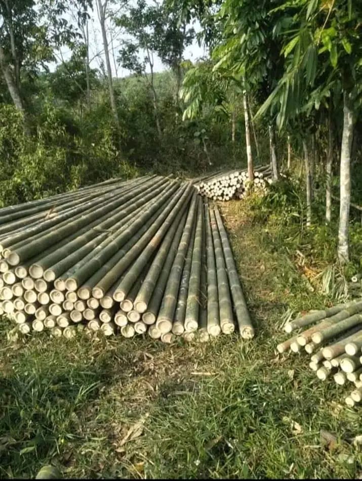 Bambu cor siap pakai