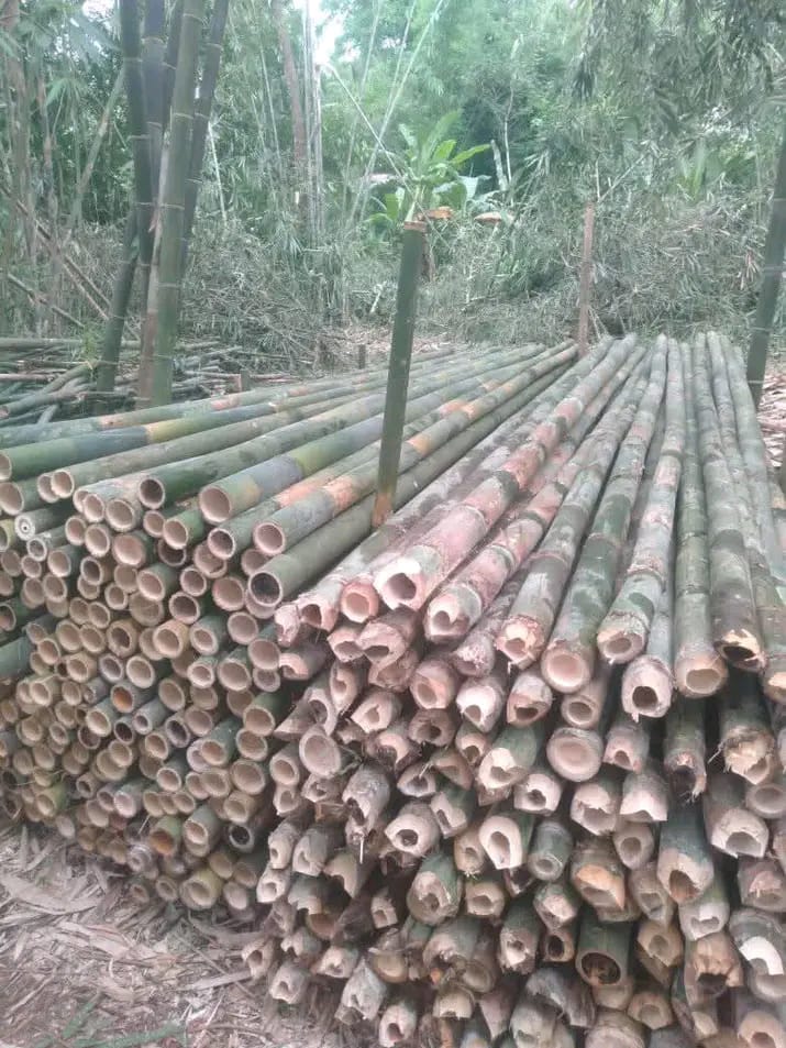 Aplikasi bambu cor di konstruksi