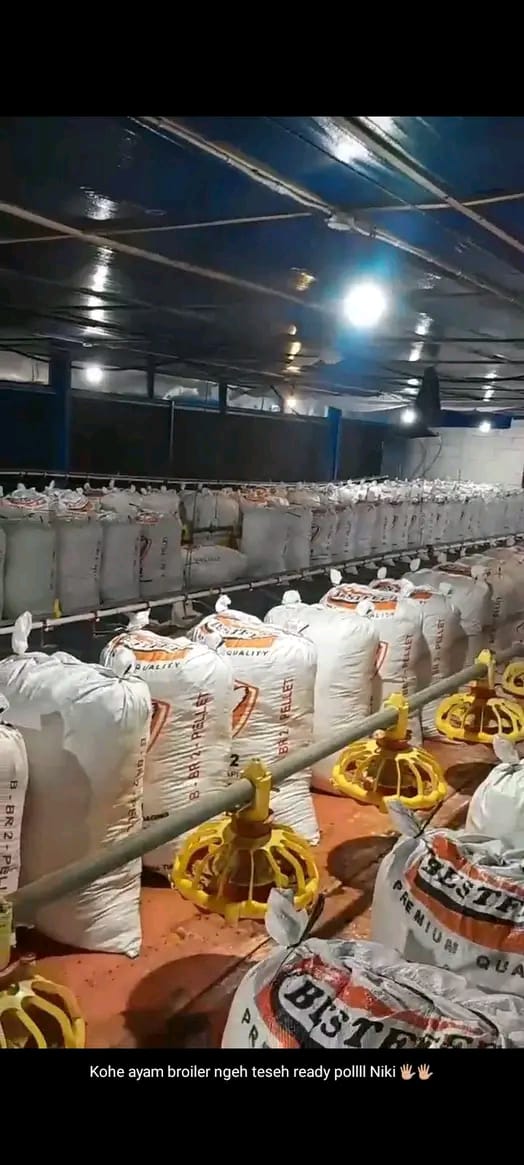 Kohe Broiler Kualitas Premium