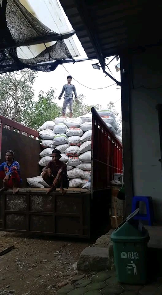 Tumpukan kohe broiler siap pakai