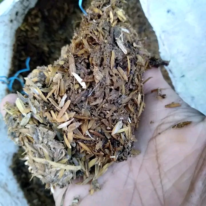 Kohe broiler untuk tanah subur