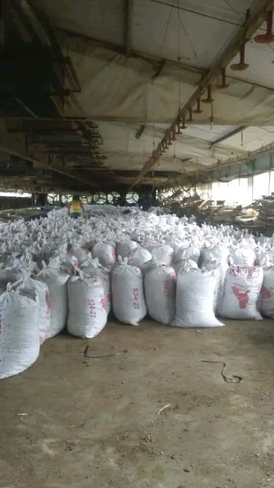Kohe broiler di gudang penyimpanan
